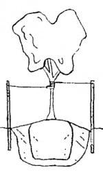tree-planting-diagram