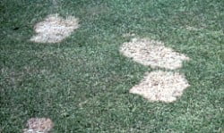 Prevent damage to lawn from Snow Mold