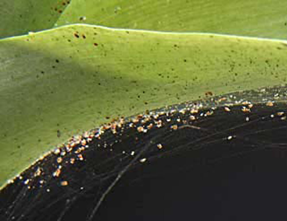 Spider mites love dry indoor conditions  Fort Collins Nursery