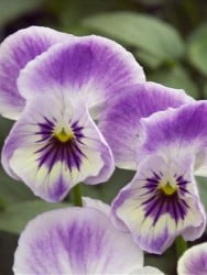 Porcelain Violet
