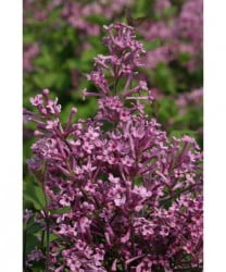 Bloomerang Lilac