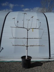 Hat Trick 3-in-1 Apple