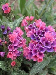Raspberry Splash Lungwort