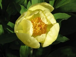 New Perennial Plants for 2011