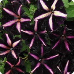New Greenhouse Plants for 2011