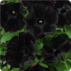Black Velvet Petunia