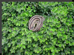 Garden Snakes Can Be Dangerous A Comedy Fort Collins Nursery