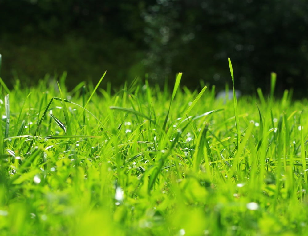 Give your lawn a breath of fresh air – Fort Collins Nursery