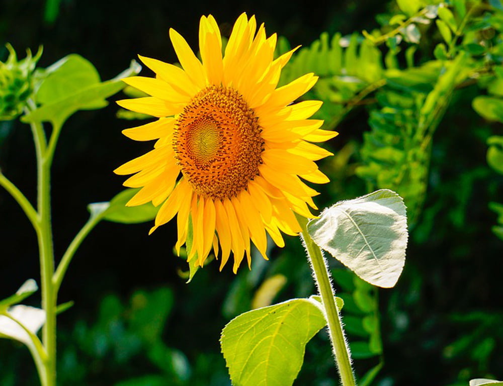 Growing sunflowers – Fort Collins Nursery
