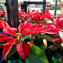 mini-poinsettias