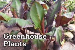GreenhousePlants