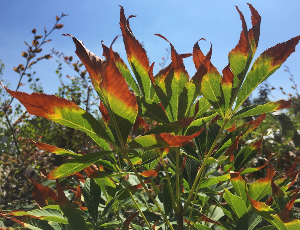 heat-stress-plants-fort-collins-nursery