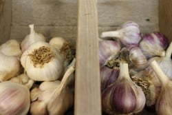 Garlic3_NL
