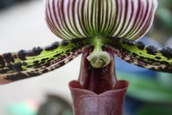 Orchid_1_NL