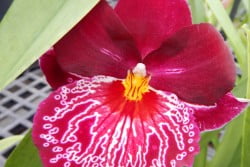 Orchid_3_NL