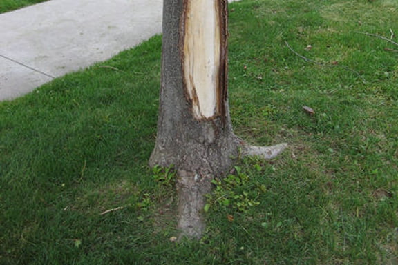 Tree wrap & Rose Collars - Fort Collins Nursery