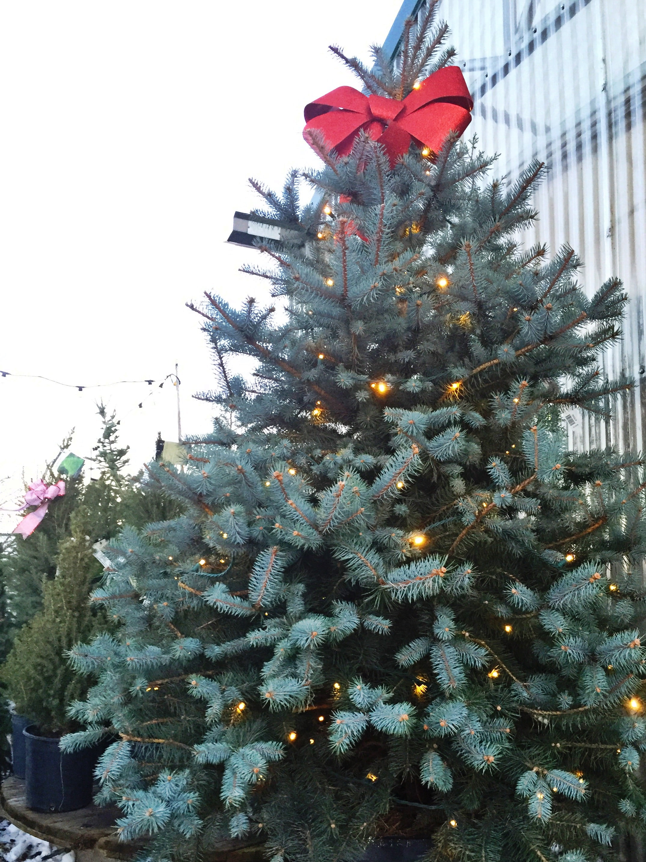 “O Christmas Tree, O Christmas Tree…” – Fort Collins Nursery