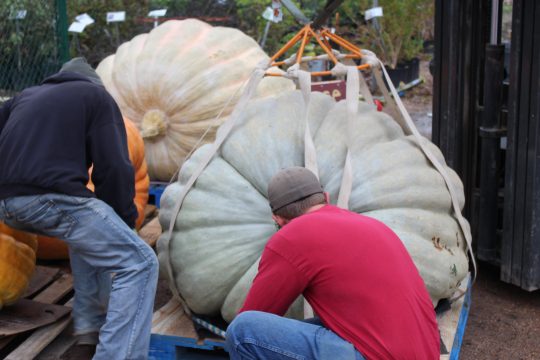 2016 Giant Pumpkin Weigh Off Fall Jamboree Fort Collins Nursery
