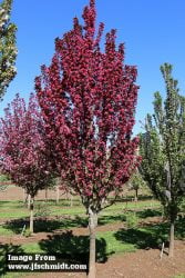 Raspberry Spear and Ivory Spear Crabapple – Fort Collins Nursery