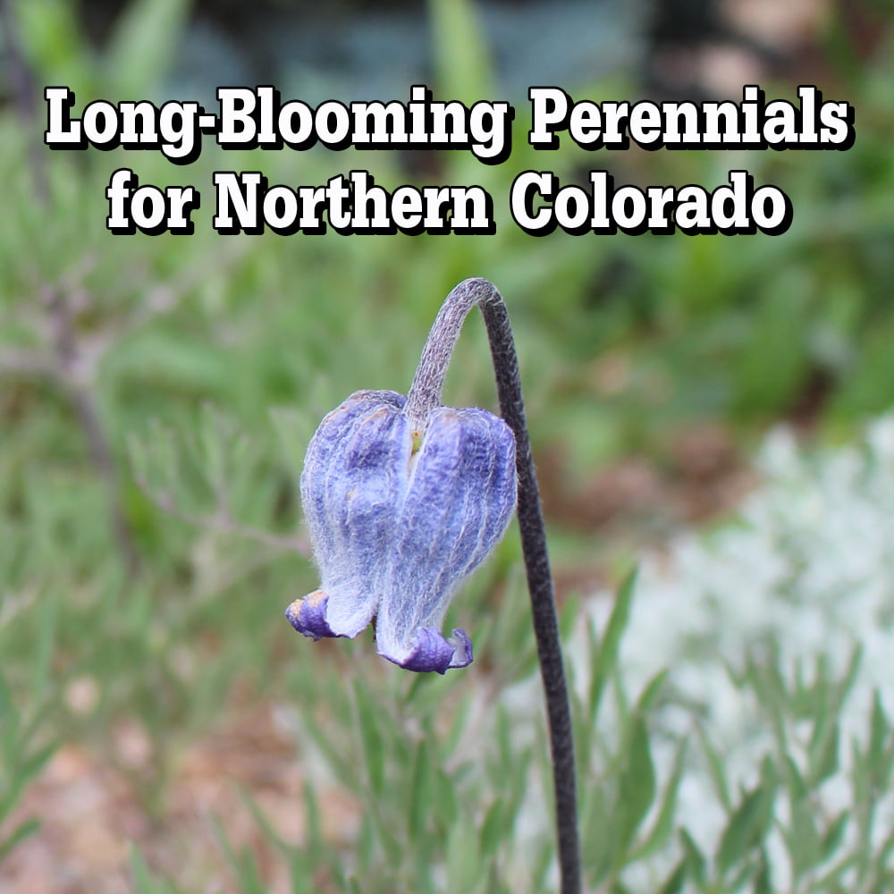 Long-Blooming Perennials for Northern Colorado – Fort Collins Nursery
