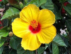 hibiscus mandevilla collins nursery fort exotic atmosphere tropical patio create summer beautiful