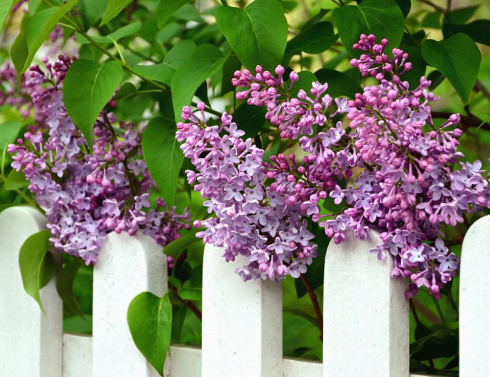Lilacs – Fort Collins Nursery