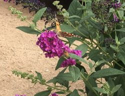 Proven Winners Colorchoice Flowering Shrubs Fort Collins Nursery