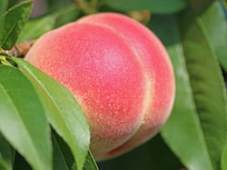 Peach Trees Fort Collins Nursery