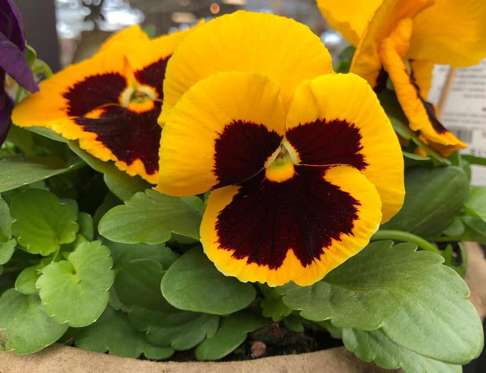 Planting pansies in the fall information