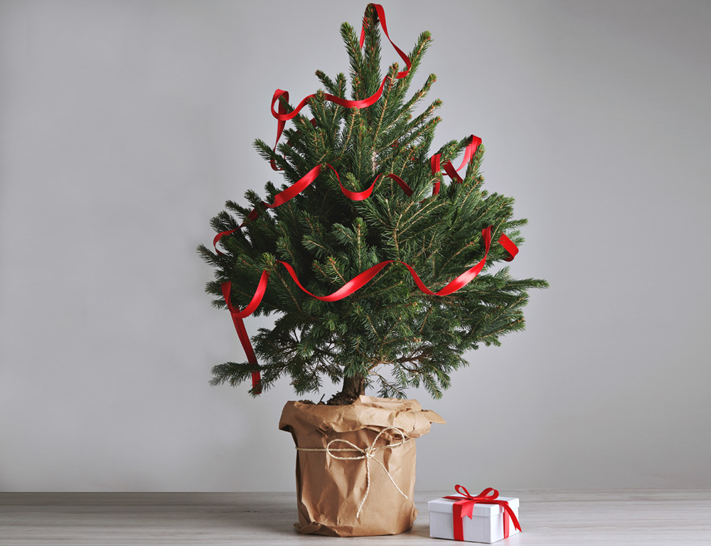 Christmas Trees – Fort Collins Nursery