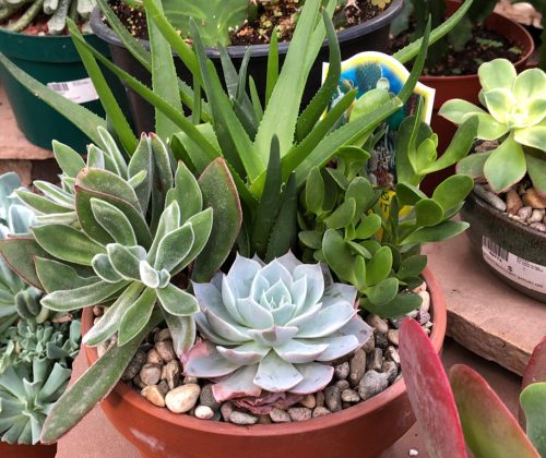 A close-up of a mixed succulent arrangement.