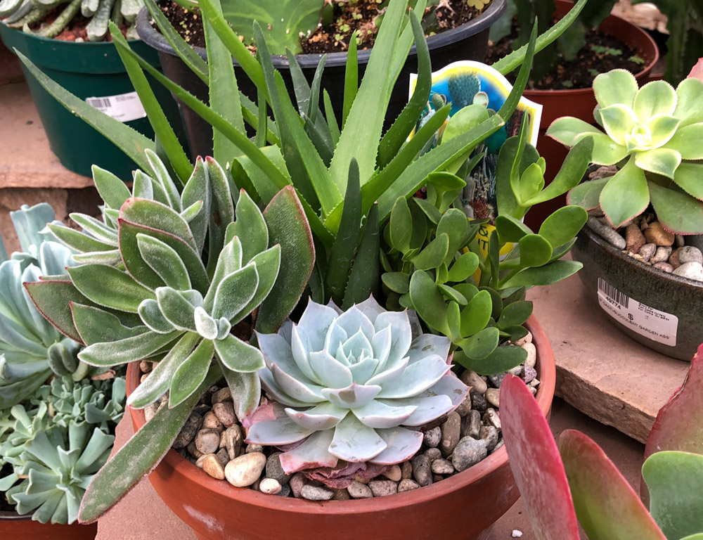 succulent plant gift box Succulent Gift Box