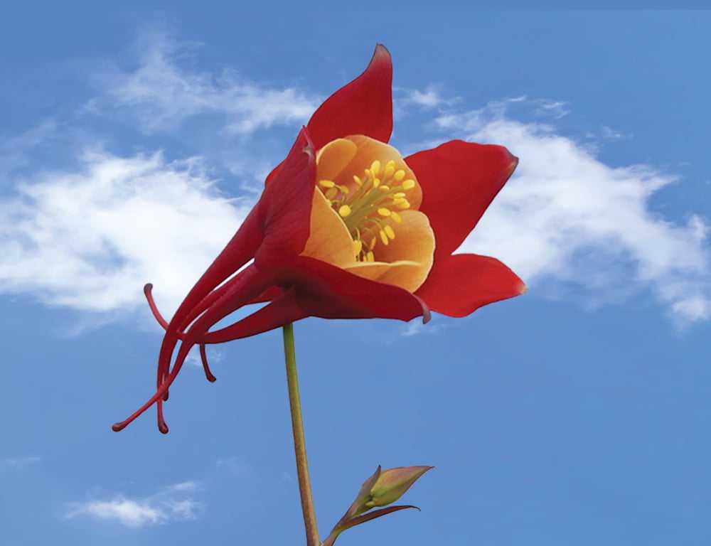 03_ColoradoNewcomers_WW2020