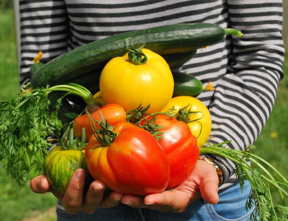 04_VeggieGarden_WW2020