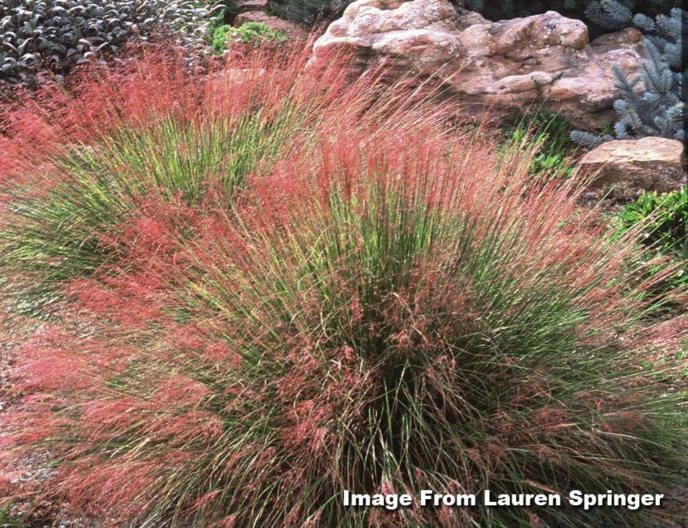 07_AutumnGarden_WW2020