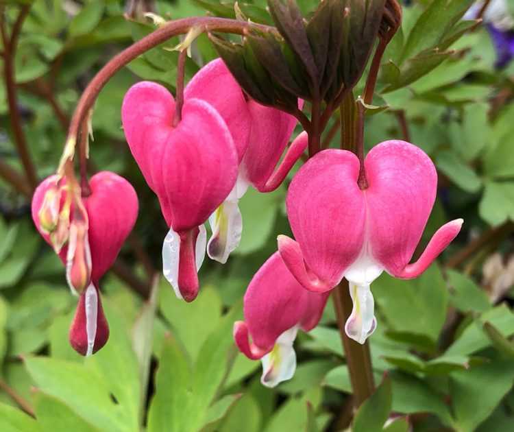 Fort Collins Nursery – Since 1932