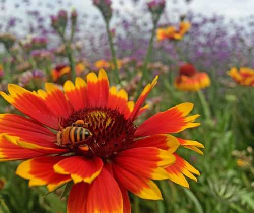 The image shows a close-up of a vibrant red and yellow native blanket flower (Gaillardia), with a bee feeding on its center. In the background, more colorful blooms and green foliage stretch out, suggesting a lush native plant meadow or garden setting filled with pollinator-friendly flowers.