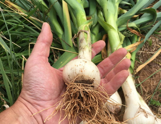 Garlic Harvest June 2022 540x415 