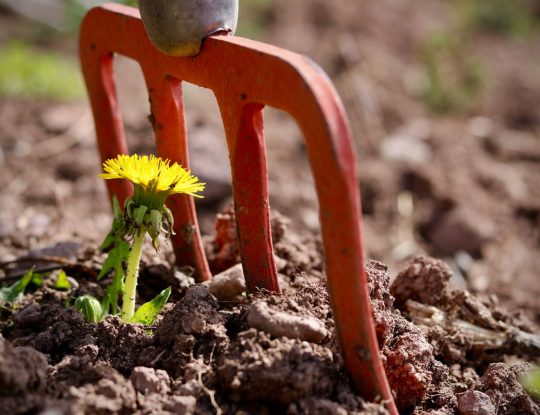 Managing Weeds in the Landscape & Garden
