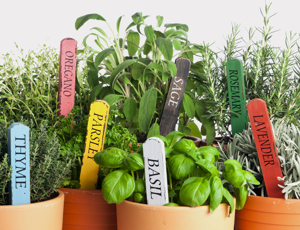 Indoor Herb Gardens  Fort Collins Nursery