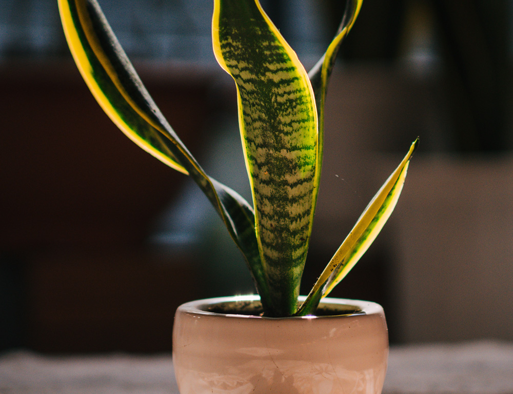 Indoor Plants for Dark Spaces  Fort Collins Nursery