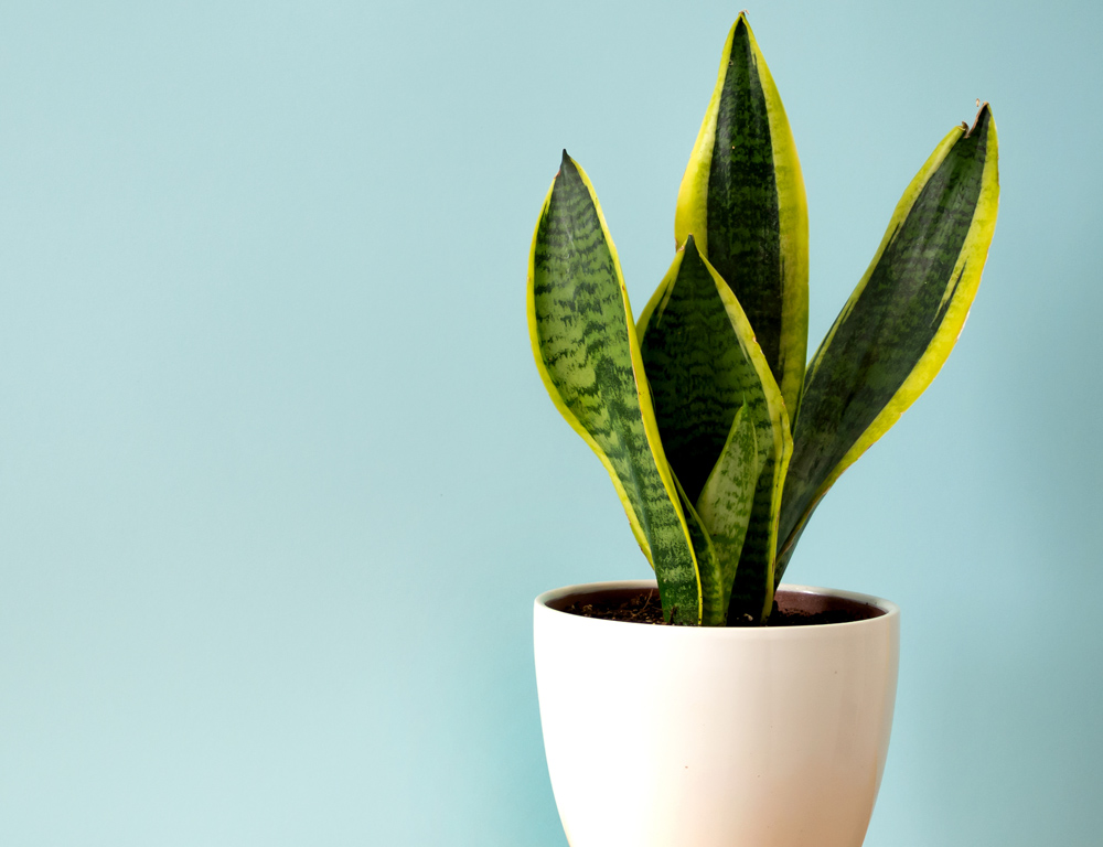 The Tale of the Snake Plant  Fort Collins Nursery