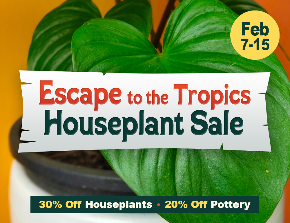 EscapeToTropics_Feb_2026