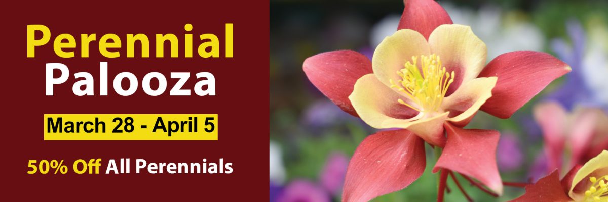 The image is a wide banner promoting a “Perennial Palooza” event. On the left side, against a rich maroon background, there’s bold yellow and white text that reads the event name (“Perennial Palooza”), the dates March 28 – April 5, and a note about 50 % off all perennials — indicating a big plant sale. On the right side of the banner, there’s a close-up photo of a colorful Columbine flower in bloom, with warm red petals fading into yellow around a bright yellow center, set against a soft background of other out-of-focus blossoms. It’s designed to feel vibrant and spring-like, emphasizing gardening and plant sales.