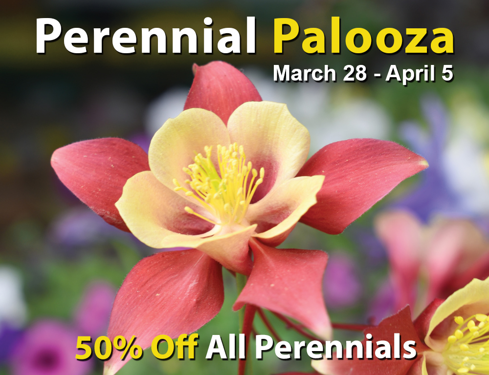 The picture is a colorful event promo graphic for a spring plant sale called “Perennial Palooza.” On a blurred floral background filled with vibrant blossoms, there’s a large close-up of a blooming perennial flower with soft red and yellow petals in the center foreground. Overlaid text across the top and bottom in bold white and yellow lettering announces the event dates “March 28 – April 5” and highlights a “50 % Off All Perennials” sale, suggesting a big discount on perennial plants at the nursery.